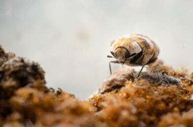 A walking carpet beetle that needs to be gotten rid of