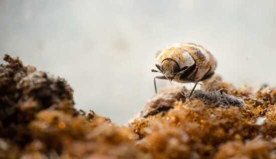 A walking carpet beetle that needs to be gotten rid of