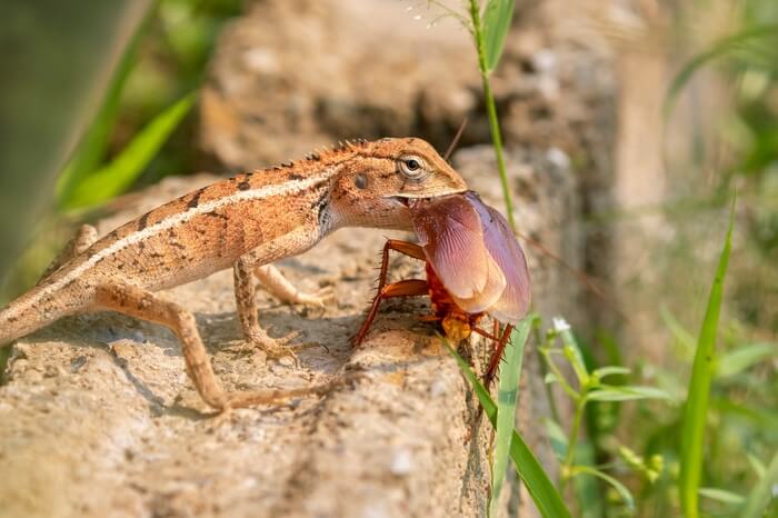 A male chameleon eating a cockroach