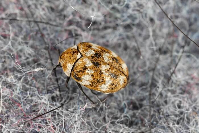 A close up view of a carpet beetle