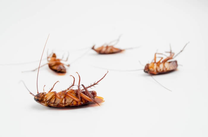 Cockroaches after being killed with bleach