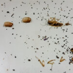 Dead roaches next to some cockroach droppings
