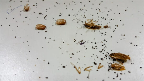 Dead roaches next to some cockroach droppings