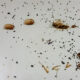 Dead roaches next to some cockroach droppings