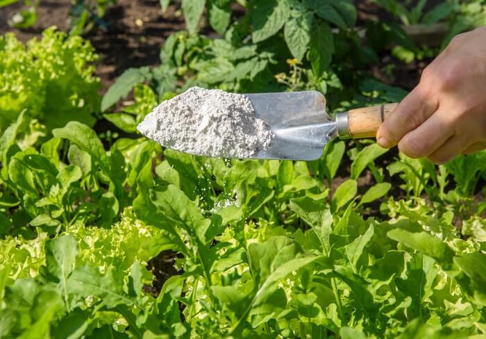 Eco-friendly diatomaceous earth being scooped