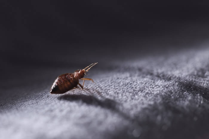 One full size bed bug walking on furniture