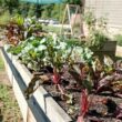 A garden after being treated with organic pest control methods