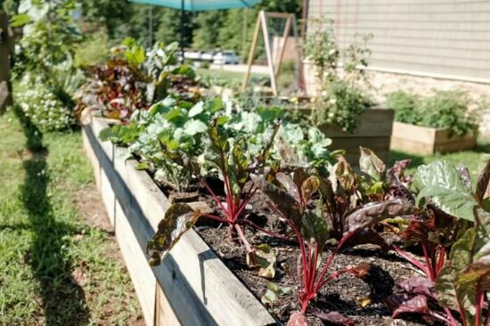 A garden after being treated with organic pest control methods