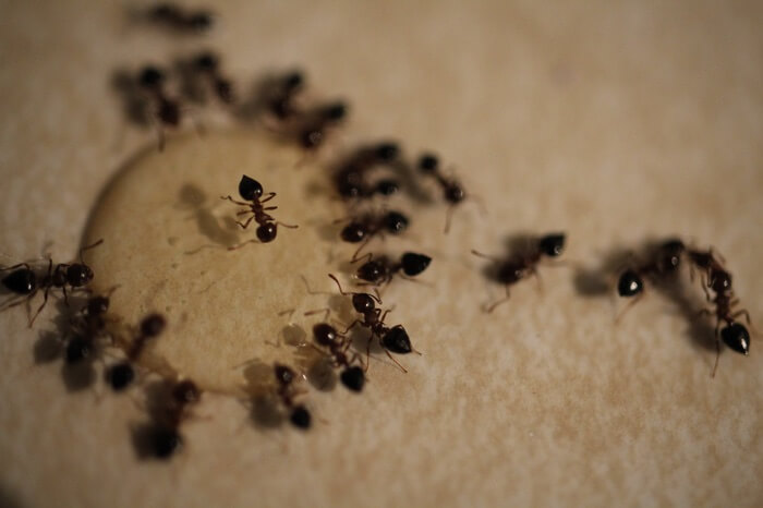 A large number of ants eating a homemade borax ant killer recipe