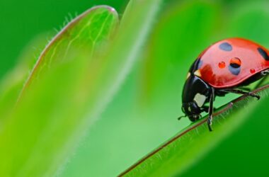 A small ladybug walking on a plant