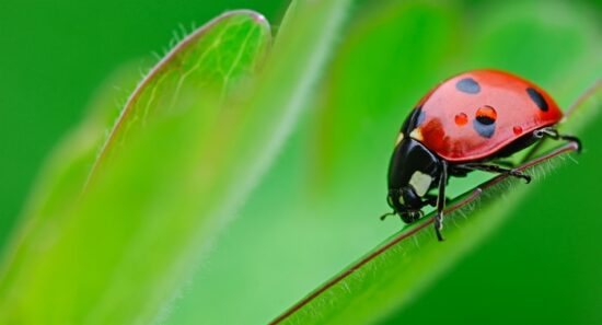 A small ladybug walking on a plant