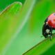 A small ladybug walking on a plant