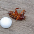 A dead cockroach next to a mothball