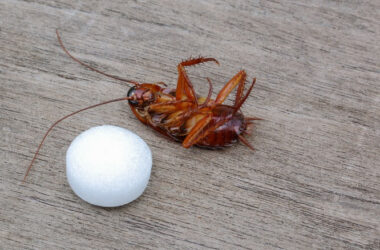 A dead cockroach next to a mothball