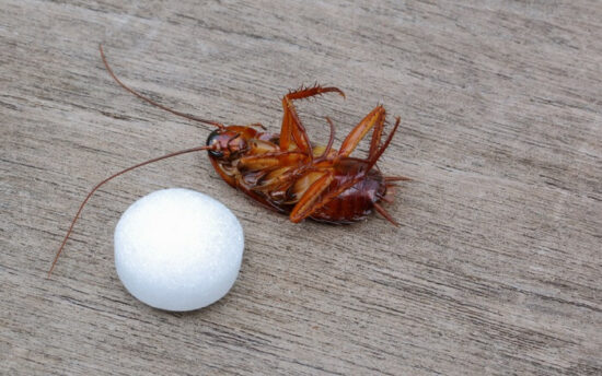 A dead cockroach next to a mothball