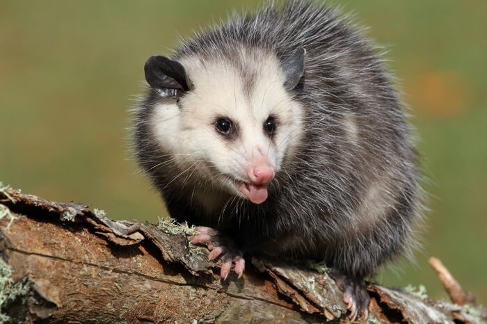 Opossum looking for cockroaches to eat