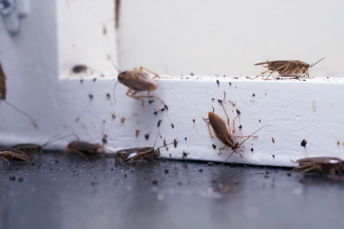 A roach infestation with numerous droppings