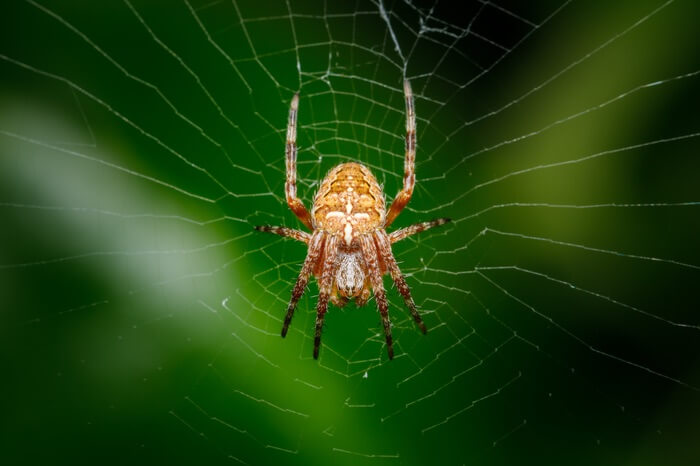 Spider at the center of its web