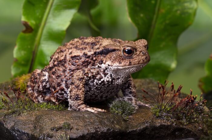 A toad digesting after eating a roach