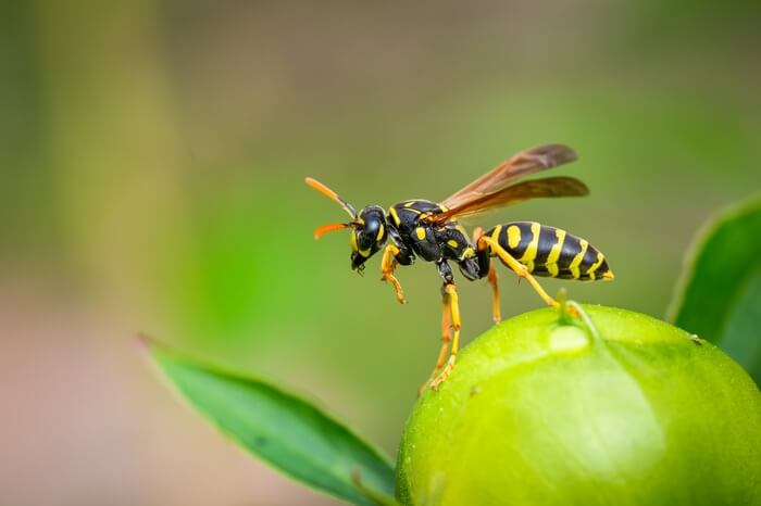 A wasp standing on a tomato