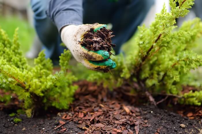 Woman using mulch for pest control