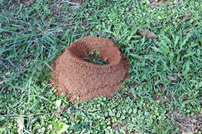 An ant hill in the grass