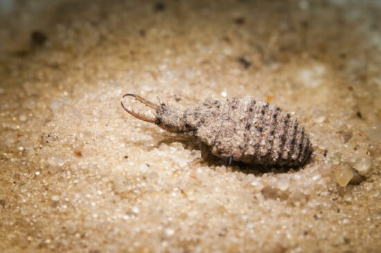 An antlion predator that eats ants