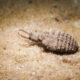 An antlion predator that eats ants