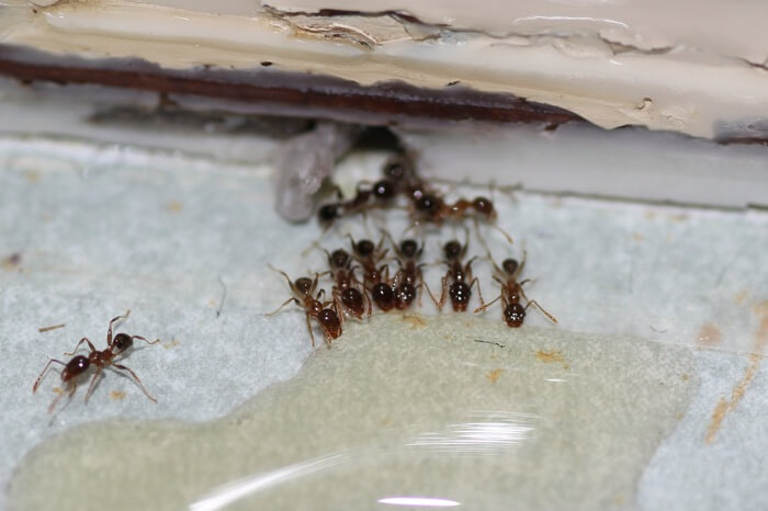 Ants eating bait near the sink