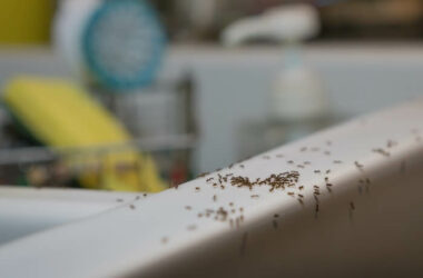 Ants crawling around in the kitchen sink