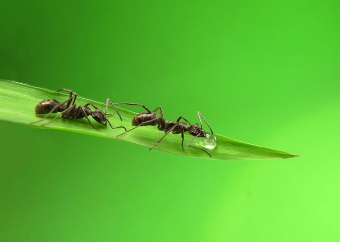 Two ants in a yard