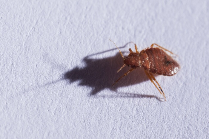 Bed bug walking on paper inside a book