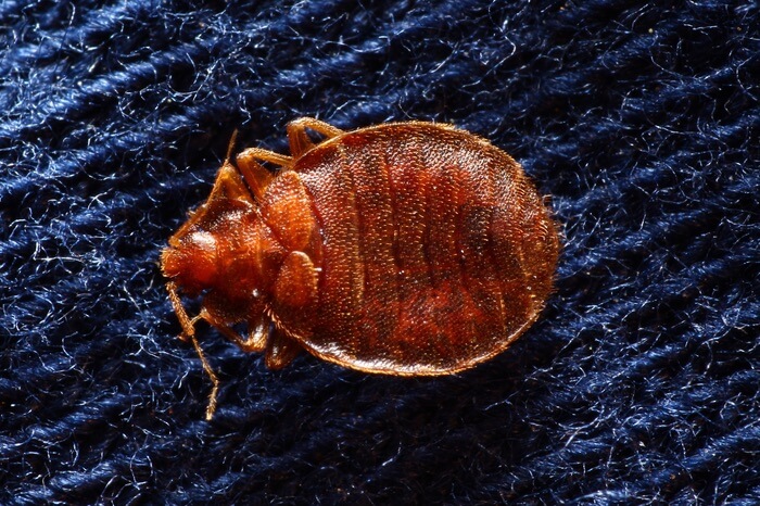 How To Get Rid Of Bed Bugs In Carpet: All Treatments