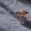 A bed bug in the carpet