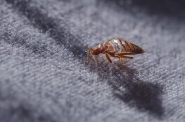 A bed bug in the carpet