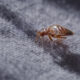 A bed bug in the carpet