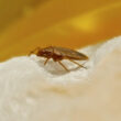 A bed bug crawling around in a couch