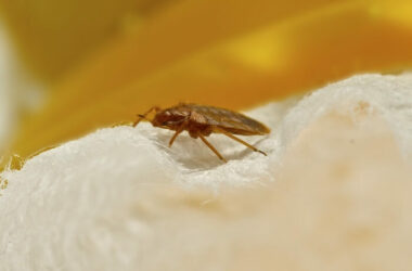 A bed bug crawling around in a couch