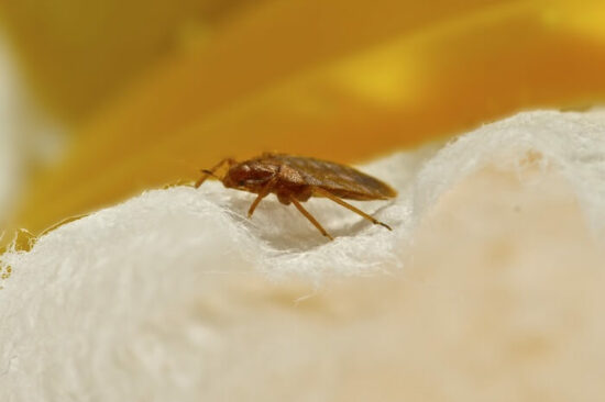 A bed bug crawling around in a couch