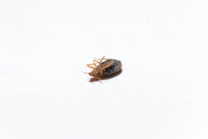 One bed bug after being killed by borax