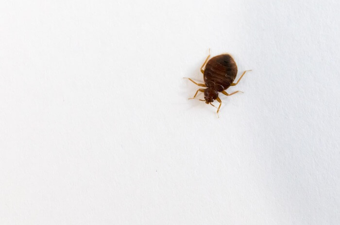 One bed bug living on the inside of a book