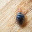 One bed bug living in wood