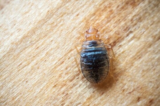 One bed bug living in wood