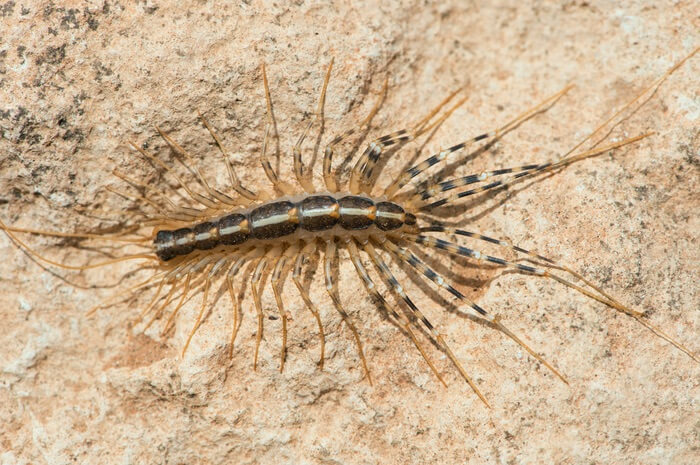 A bed bug natural predator called the house centipede