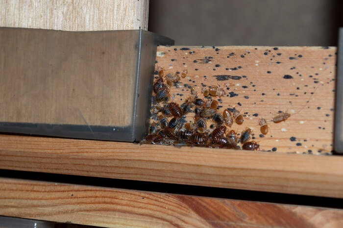 Picture of a small bed bug nest