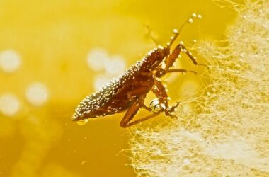 A bed bug surviving in water