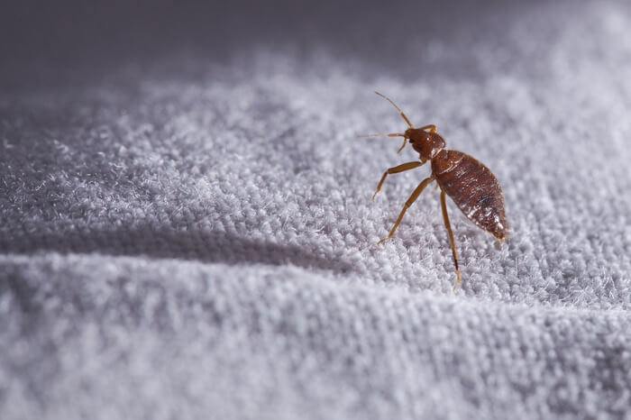 A bed bug walking across linens