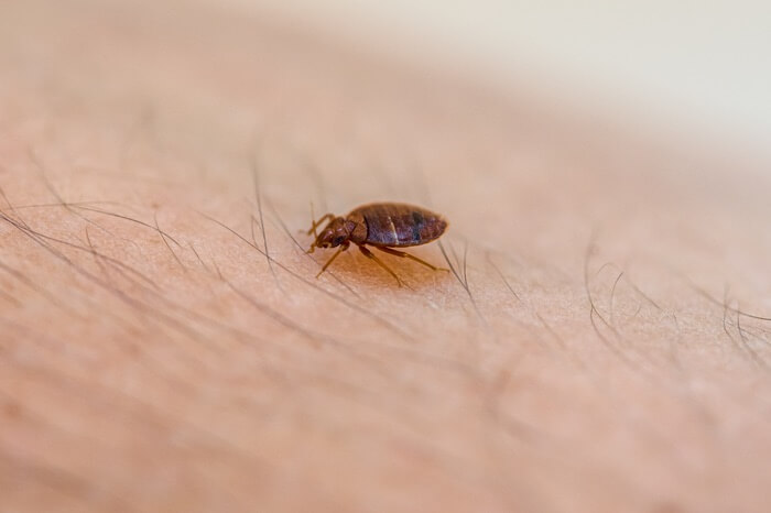 One bed bug preparing to eat after spending time without feeding