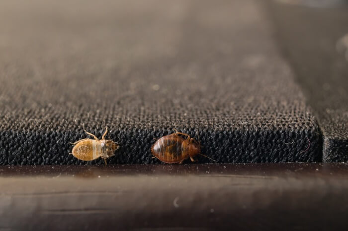 Bed bugs living in electronic speakers