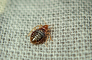 One of many bed bugs in electronics